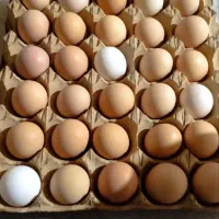 تخم مرغ نطفه دار گلپایگانی اصلاح نژاد شده