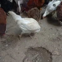 جوجه|حیوانات مزرعه|گرگان, |دیوار