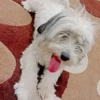 سگ شیتزو|سگ|شهرکرد, |دیوار