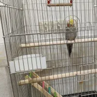 عروس هلندی نر