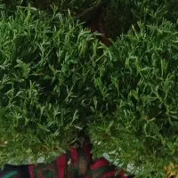 سبزی  عدس عید