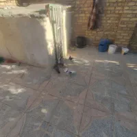 کبوتر تهرانی