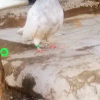 کله ای|پرنده|بم, |دیوار