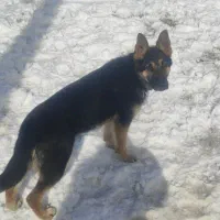 توله ژرمن ۶ ماهه ماده