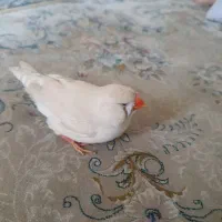 فنچ جفت مولد اروپایی کینگ بلک برست|پرنده|تهران, جنت‌آباد مرکزی|دیوار