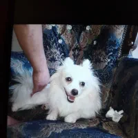 فوش سگ بانژاد پامرواگرگی بخاطر جابجایی