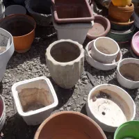 مقدار زیاد گلدان|گل و گیاه طبیعی|تهران, شهرک ابوذر|دیوار