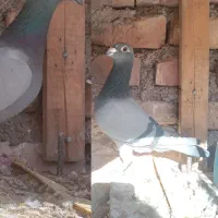 فرش طرح کبوتر