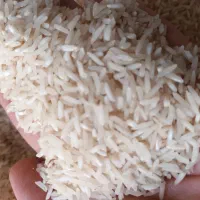 انواع برنج محلی طارم وعنبر بو