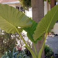 گل و گیاه طبیعی