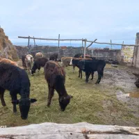 گوساله ماده|حیوانات مزرعه|ماکو, |دیوار