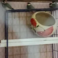 فنچ نرگسی..|پرنده|گلبهار, شهر جدید گلبهار|دیوار