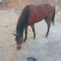 اسب