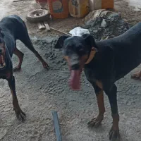 دوبرمن پوزه اروپایی