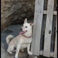 سگ پاکوتاه|سگ|اراک, |دیوار