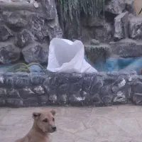 توله نرخراسانی