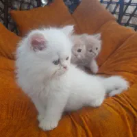 گربه پرشین|گربه|زارچ, |دیوار