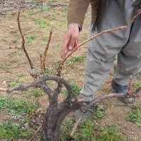 هرس پاییزه انگور|خدمات باغبانی و درختکاری|سنندج, |دیوار