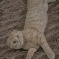 اسکاتیش نر دبل فولد گلد گارفیلدی