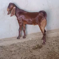 حیوان کهره