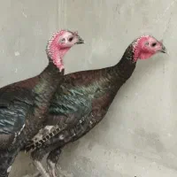 بوقلمون ۵ ماهه