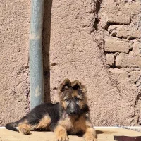 سگ ژرمن|سگ|کرمان, |دیوار