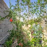 زمین وهن آباد|فروش زمین و ملک کلنگی|تهران, بهمن یار|دیوار