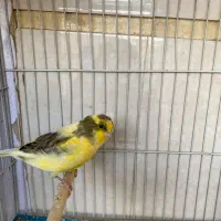 قناری گلستر|پرنده|تهران, دکتر هوشیار|دیوار