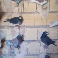 فروش کبوتر