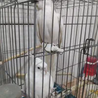 عروس هلندی|پرنده|قم, کیوانفر|دیوار