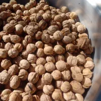 گردو خوب و عالی ،الیگودرز لرستان|خوردنی و آشامیدنی|تهران, امام خمینی|دیوار