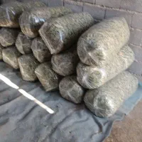 فروش ذرت چاپر اماده پلاستیک کرده پردونه