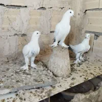 کبوتر لوتی گوگویروخ