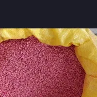 گندم بذری سم زده