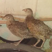 نیمچه مرغ وخروس