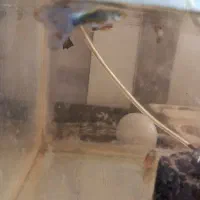 ماهی گوپی وایت و بلو مسکو پمپ اکسیژن بخاری