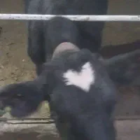 فروش ۲عدد گوساله