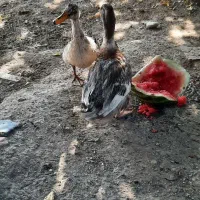 سه تا اردک رسمی محلی جوان