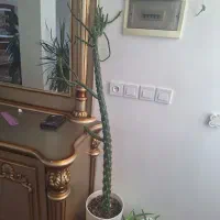 گل خانگی