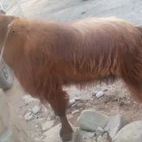بز برای عید