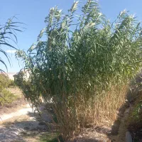 چیت|روفرشی|سیوان, |دیوار