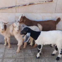 بزغاله ماده و نر