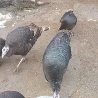 بوقلمون محلی و ارگانیک، طعم اصیل و سلامتی بی‌نظیر|حیوانات مزرعه|رشت, توشیبا|دیوار