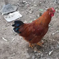 خروس کاکل به سر