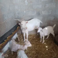 بز نر سانن