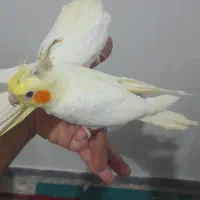 جوجه طوطی عروس هلندی|پرنده|سوسنگرد, |دیوار