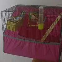 پرنده و قفس|پرنده|رشت, آب و برق|دیوار