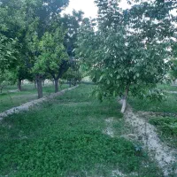 باغچه بر آسفالت آده