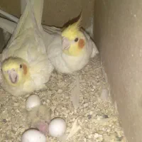 جفت عروس هلندی