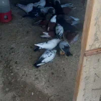 کفتر|پرنده|درب گنبد, |دیوار